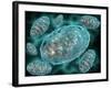 Microscopic View of Mitochondria-Stocktrek Images-Framed Photographic Print