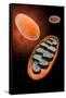 Microscopic View of Mitochondria-null-Framed Stretched Canvas