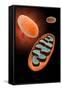 Microscopic View of Mitochondria-null-Framed Stretched Canvas