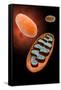 Microscopic View of Mitochondria-null-Framed Stretched Canvas