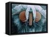 Microscopic View of Moth-Jim Zuckerman-Framed Stretched Canvas