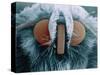 Microscopic View of Moth-Jim Zuckerman-Stretched Canvas
