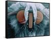 Microscopic View of Moth-Jim Zuckerman-Framed Stretched Canvas