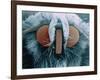 Microscopic View of Moth-Jim Zuckerman-Framed Photographic Print