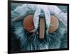 Microscopic View of Moth-Jim Zuckerman-Framed Photographic Print