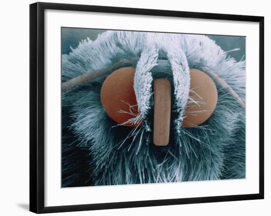 Microscopic View of Moth-Jim Zuckerman-Framed Photographic Print