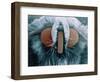 Microscopic View of Moth-Jim Zuckerman-Framed Photographic Print