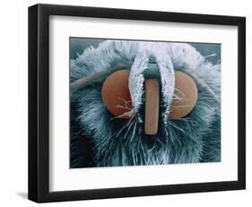 Microscopic View of Moth-Jim Zuckerman-Framed Photographic Print
