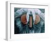 Microscopic View of Moth-Jim Zuckerman-Framed Photographic Print