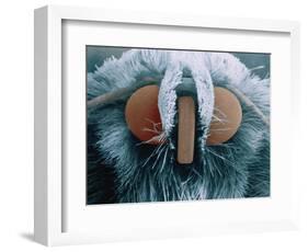 Microscopic View of Moth-Jim Zuckerman-Framed Photographic Print