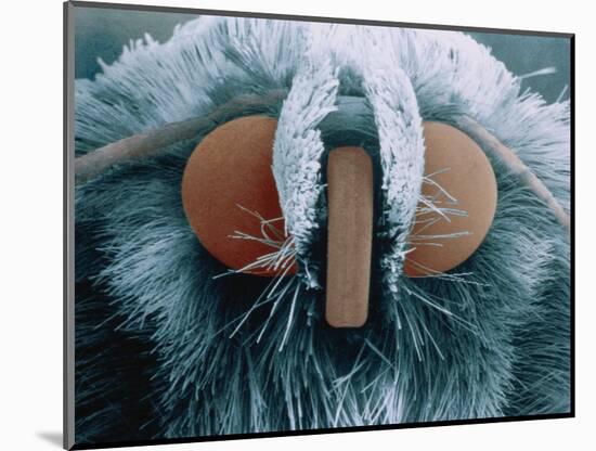 Microscopic View of Moth-Jim Zuckerman-Mounted Photographic Print