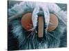 Microscopic View of Moth-Jim Zuckerman-Stretched Canvas