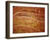 Microscopic View of Nerve Fibers-null-Framed Art Print