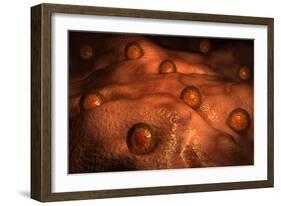 Microscopic View of Ovules-null-Framed Art Print