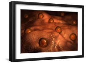 Microscopic View of Ovules-null-Framed Art Print