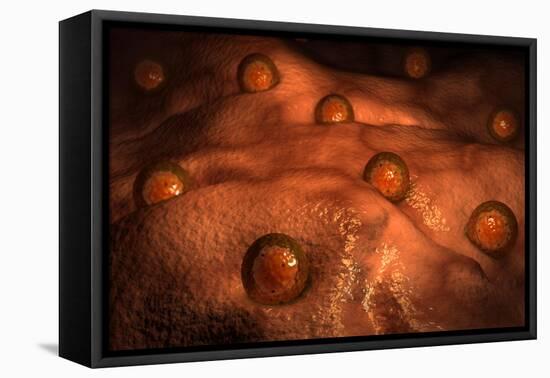 Microscopic View of Ovules-null-Framed Stretched Canvas