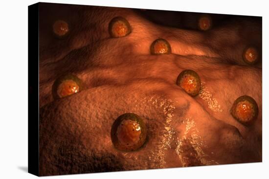 Microscopic View of Ovules-null-Stretched Canvas