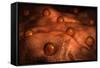 Microscopic View of Ovules-null-Framed Stretched Canvas