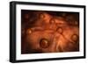 Microscopic View of Ovules-null-Framed Premium Giclee Print