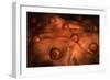 Microscopic View of Ovules-null-Framed Premium Giclee Print