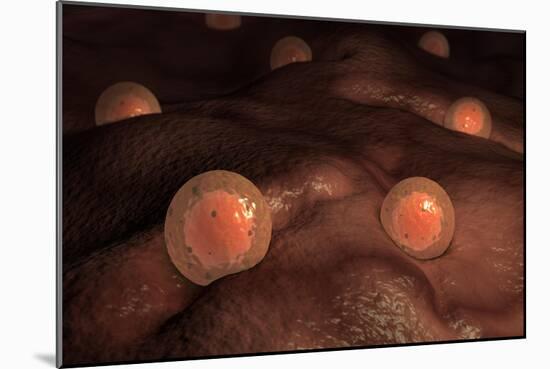 Microscopic View of Ovules-null-Mounted Premium Giclee Print