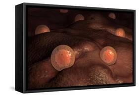 Microscopic View of Ovules-null-Framed Stretched Canvas