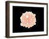 Microscopic View of Pancreatic Cancer Cell-null-Framed Art Print