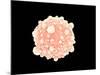 Microscopic View of Pancreatic Cancer Cell-null-Mounted Art Print