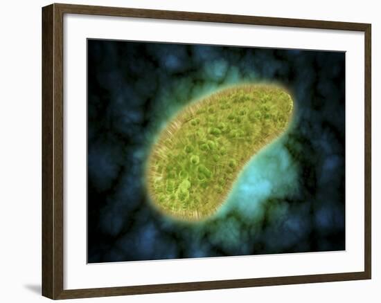 Microscopic View of Paramecium Bursaria-null-Framed Art Print