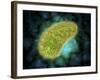Microscopic View of Paramecium Bursaria-null-Framed Art Print