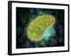 Microscopic View of Paramecium Bursaria-null-Framed Art Print