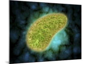 Microscopic View of Paramecium Bursaria-null-Mounted Art Print