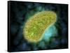 Microscopic View of Paramecium Bursaria-null-Framed Stretched Canvas