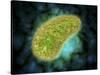 Microscopic View of Paramecium Bursaria-null-Stretched Canvas