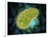 Microscopic View of Paramecium Bursaria-null-Framed Art Print