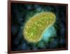 Microscopic View of Paramecium Bursaria-null-Framed Art Print