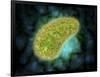 Microscopic View of Paramecium Bursaria-null-Framed Art Print