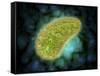 Microscopic View of Paramecium Bursaria-null-Framed Stretched Canvas