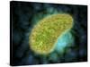 Microscopic View of Paramecium Bursaria-null-Stretched Canvas