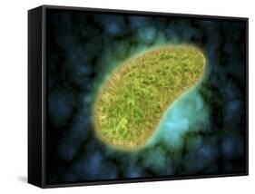 Microscopic View of Paramecium Bursaria-null-Framed Stretched Canvas