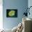 Microscopic View of Paramecium Bursaria-null-Stretched Canvas displayed on a wall