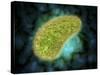 Microscopic View of Paramecium Bursaria-null-Stretched Canvas