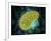 Microscopic View of Paramecium Bursaria-null-Framed Art Print