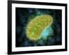 Microscopic View of Paramecium Bursaria-null-Framed Art Print