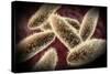 Microscopic View of Paramecium-null-Stretched Canvas