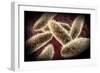 Microscopic View of Paramecium-null-Framed Art Print