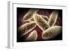 Microscopic View of Paramecium-null-Framed Premium Giclee Print