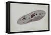 Microscopic View of Paramecium-null-Framed Stretched Canvas