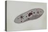 Microscopic View of Paramecium-null-Stretched Canvas