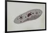 Microscopic View of Paramecium-null-Framed Art Print